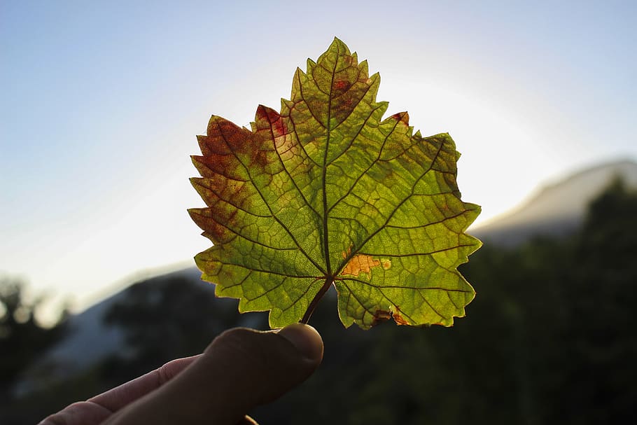 autumn, fall, leaf, maple, nature, human Hand, outdoors, tree HD wallpaper
