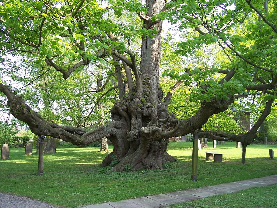 tree, nature, log, trees sleeping, leaves, park - Man Made Space HD wallpaper