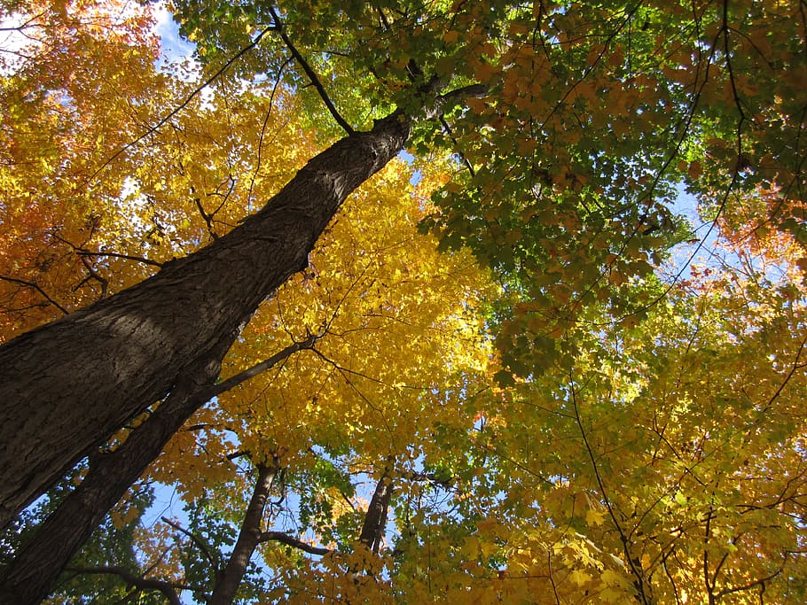Tree, Trunk, Leaves, Wood, Nature, Log, branch, forest, outdoors HD wallpaper