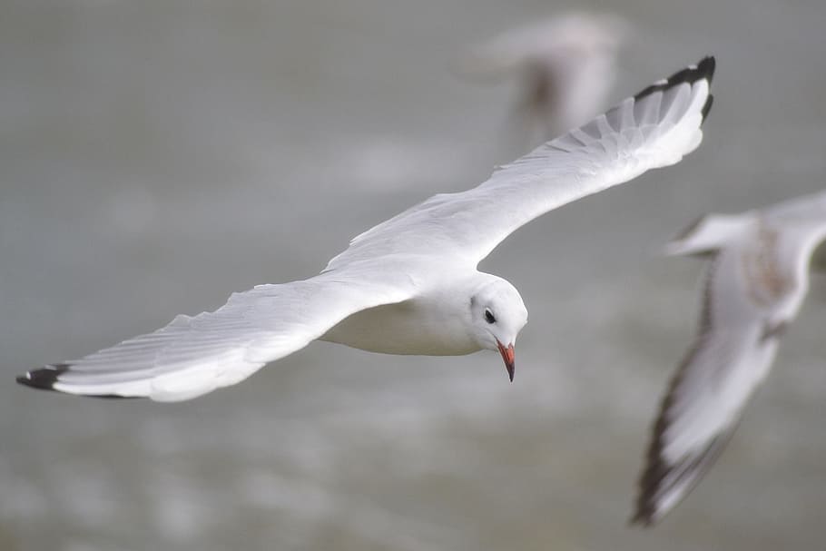 Seagull, Water, Fly, Lake, seevogel, animals, nature, flying HD wallpaper