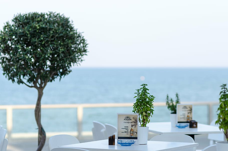 potted plant on table beside menu sheet, sea, beach, larnaca HD wallpaper