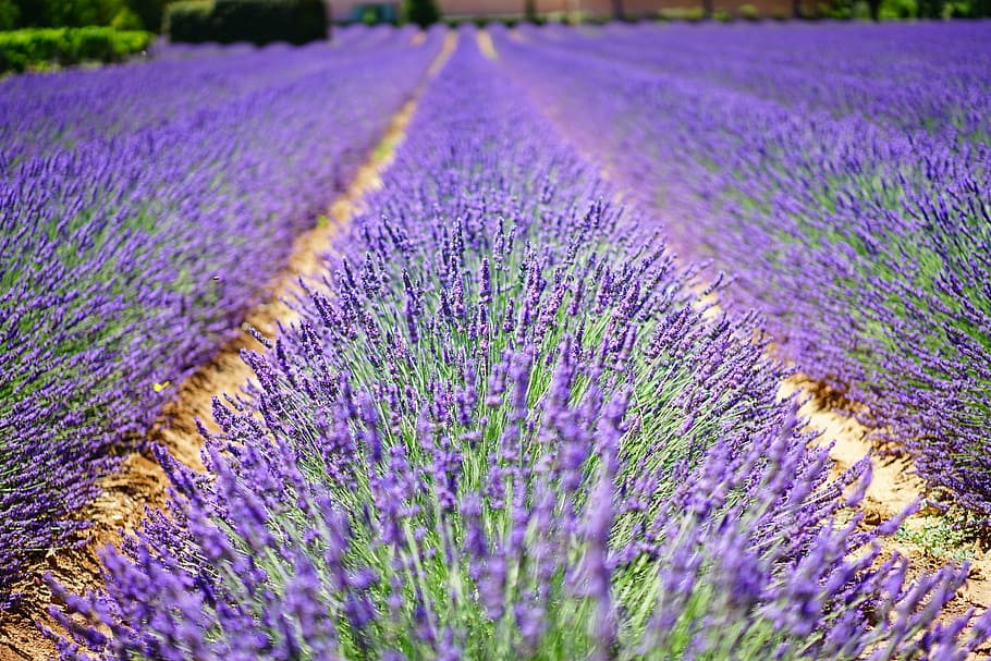 purple and green grass field, lavender flowers, blue, dunkellia, HD wallpaper