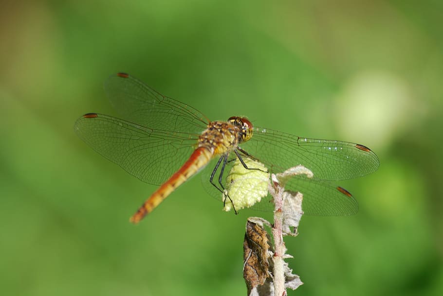 HD wallpaper: Dragonfly, Nature, Insects, Twig, mountain, wing, affix ...