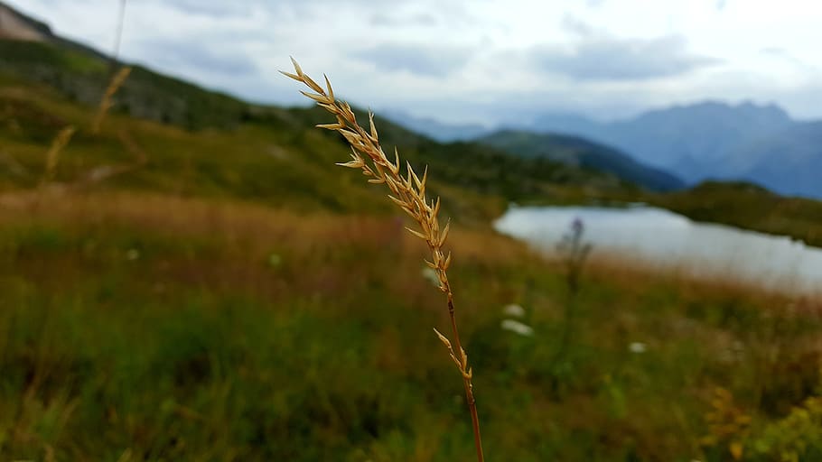 mountain, wheat, lake, blur, cloud, plant, growth, beauty in nature HD wallpaper