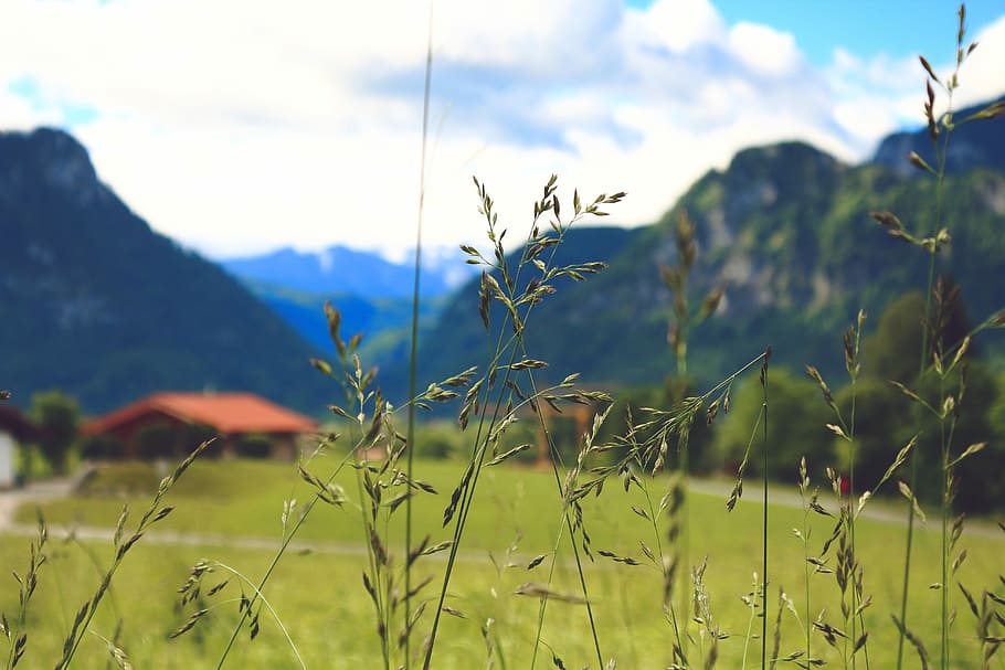 Nature, Plant, Macro, Mountains, Sky, sun, light, grass, field HD wallpaper