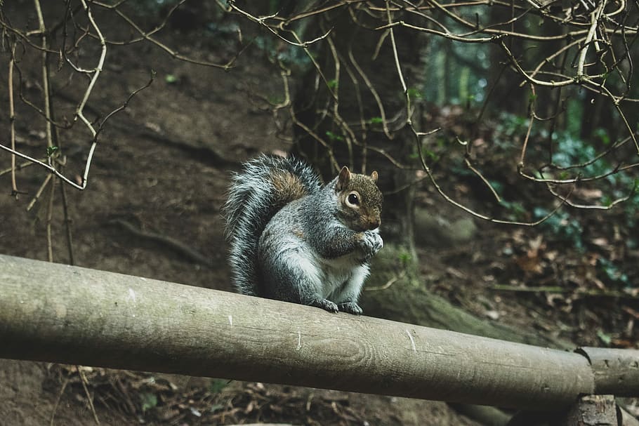 The curious Squirrel, grey squirrel sitting on wood log, squirel HD wallpaper
