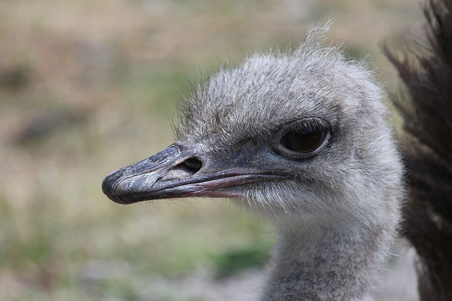 ostrich head, african ostrich, bird, struthio camelus, zoo, HD wallpaper