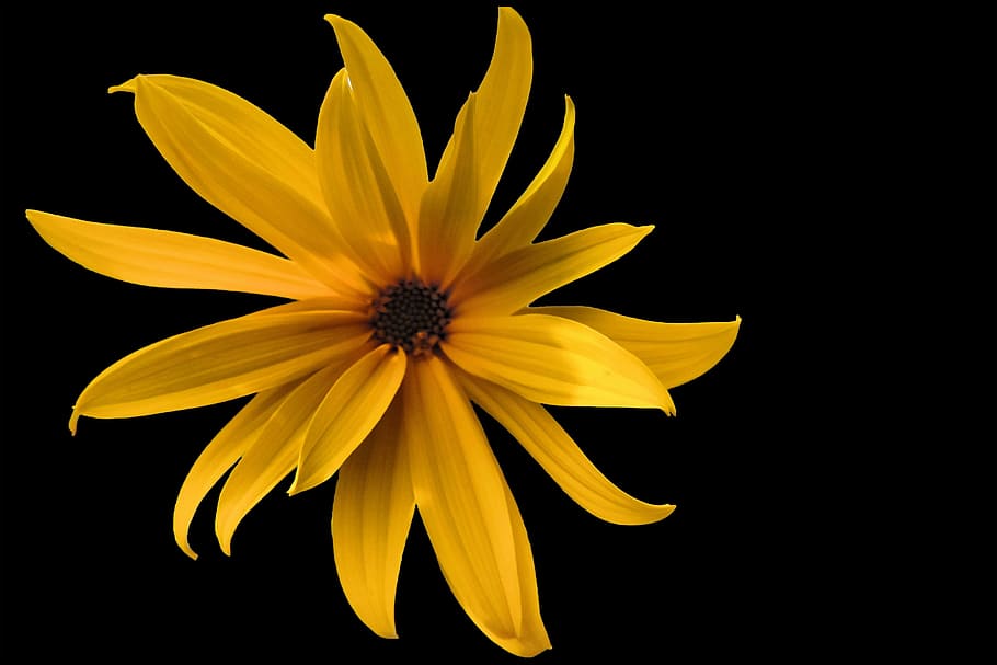 selective focus photograph of yellow Tithonia flower, blossom, HD wallpaper