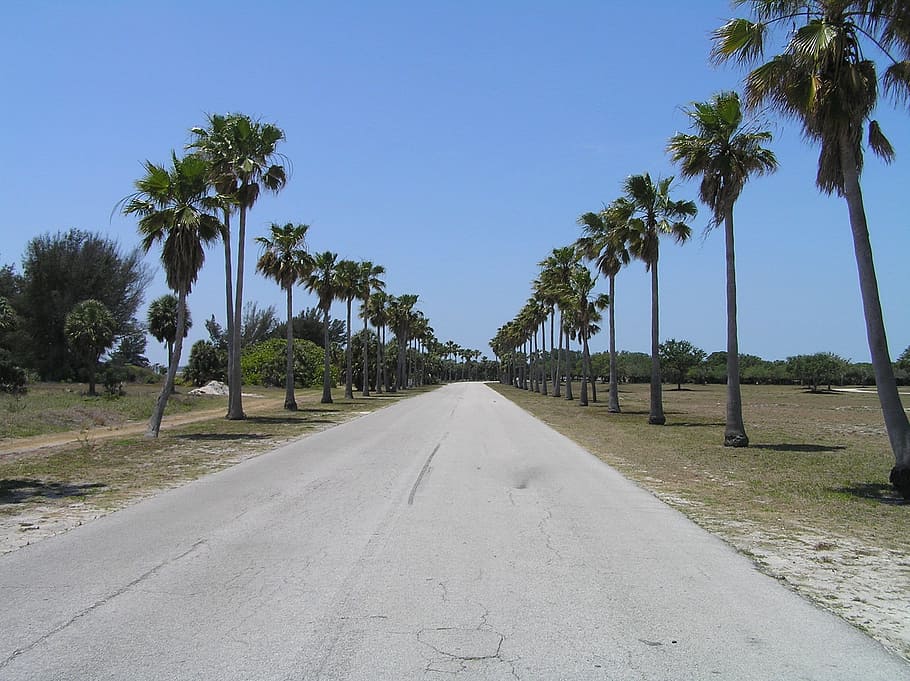 palm trees, tropical, straight ahead, road, florida, plant, HD wallpaper
