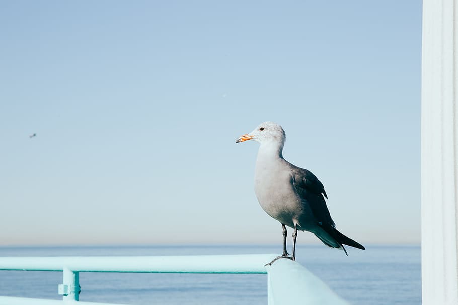 white bird on blue steel railings near body of water during daytime, white and gray bird perching on blue metal railing during daytime HD wallpaper