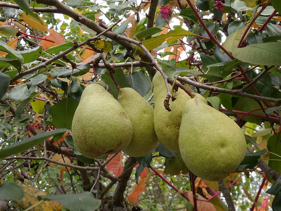 fruit, pear, autumn, fall, garden, nature, delicious, harvest HD wallpaper