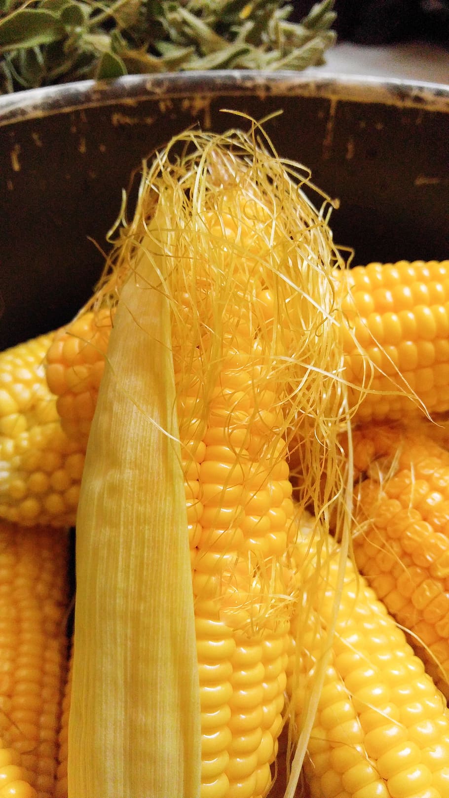 corn, hazelnut, food, corncob, straw, gold, cereal, yellow HD wallpaper