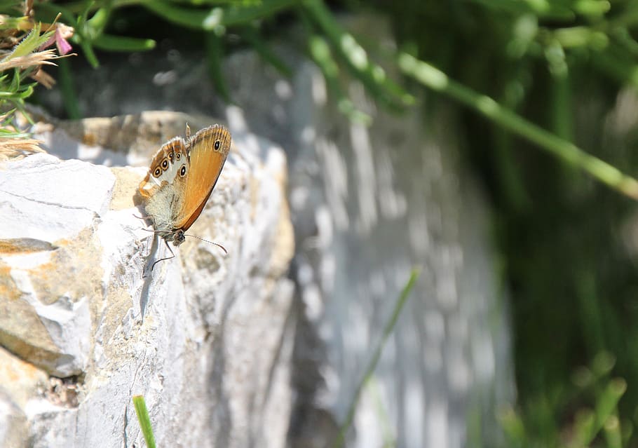 butterfly, public record, animal themes, one animal, animal wildlife HD wallpaper