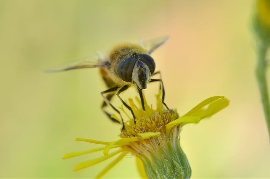 close up photo of hoverfly perched on yellow flower, macro HD wallpaper