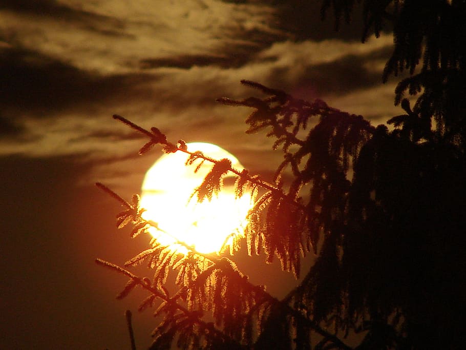moon, night, trees, clouds, climate, sunset, silhouette, nature HD wallpaper