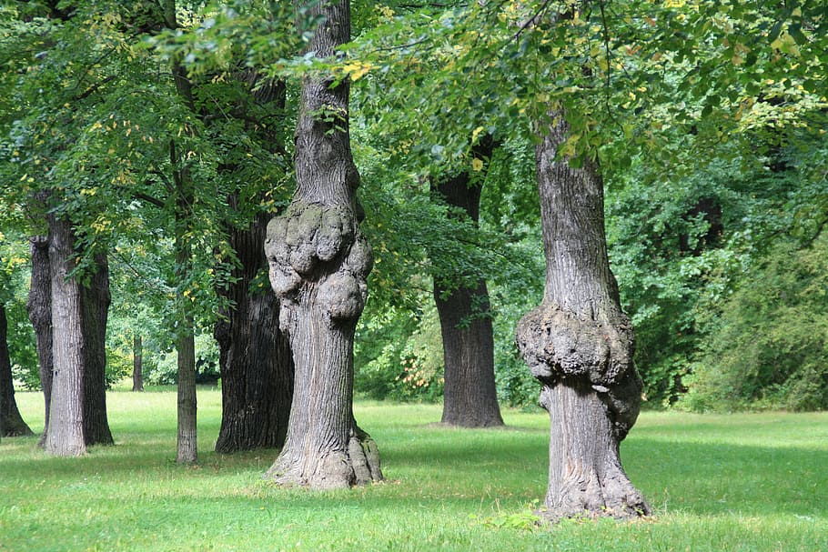 dresden, park, trees, growth, plant, grass, trunk, tree trunk HD wallpaper