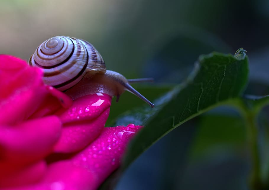 Snail, Petals, Shell, Dew, rose, one animal, human body part HD wallpaper