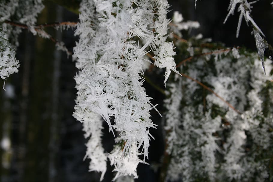 snow, crystal, cold, eiskristalle, frosty, winter, cold temperature HD wallpaper
