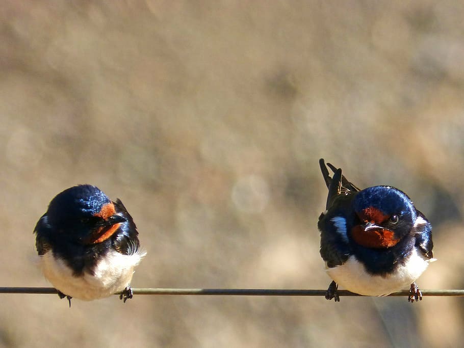 two blue birds, swallow, couple, cable, animal themes, group of animals HD wallpaper