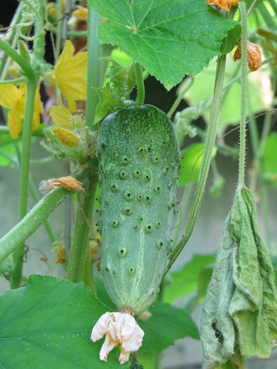 vegetable, gherkin, fresh, plant, green color, growth, leaf HD wallpaper