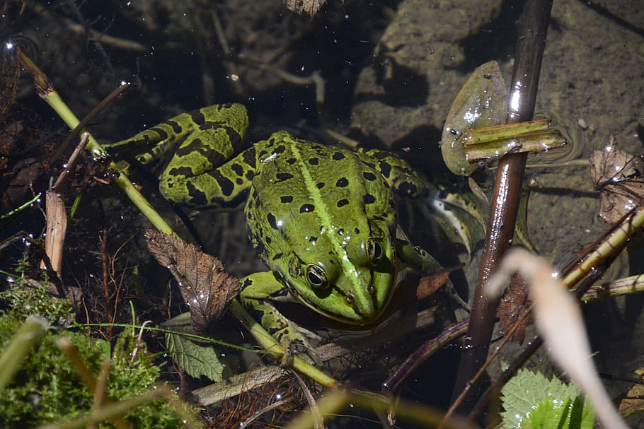 toad, biotope, nature, green, animal themes, animal wildlife HD wallpaper