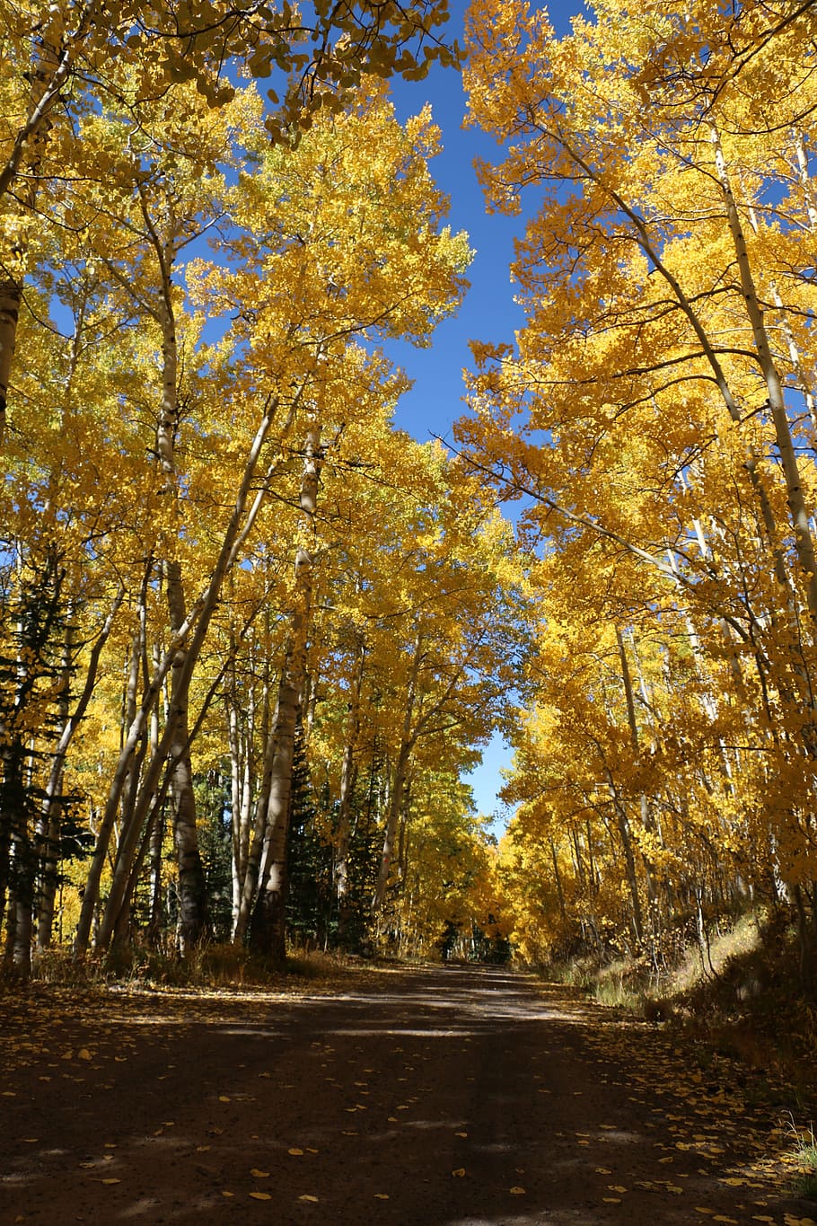 Trees, Aspens, Fall, Nature, autumn, season, forest, foliage HD wallpaper