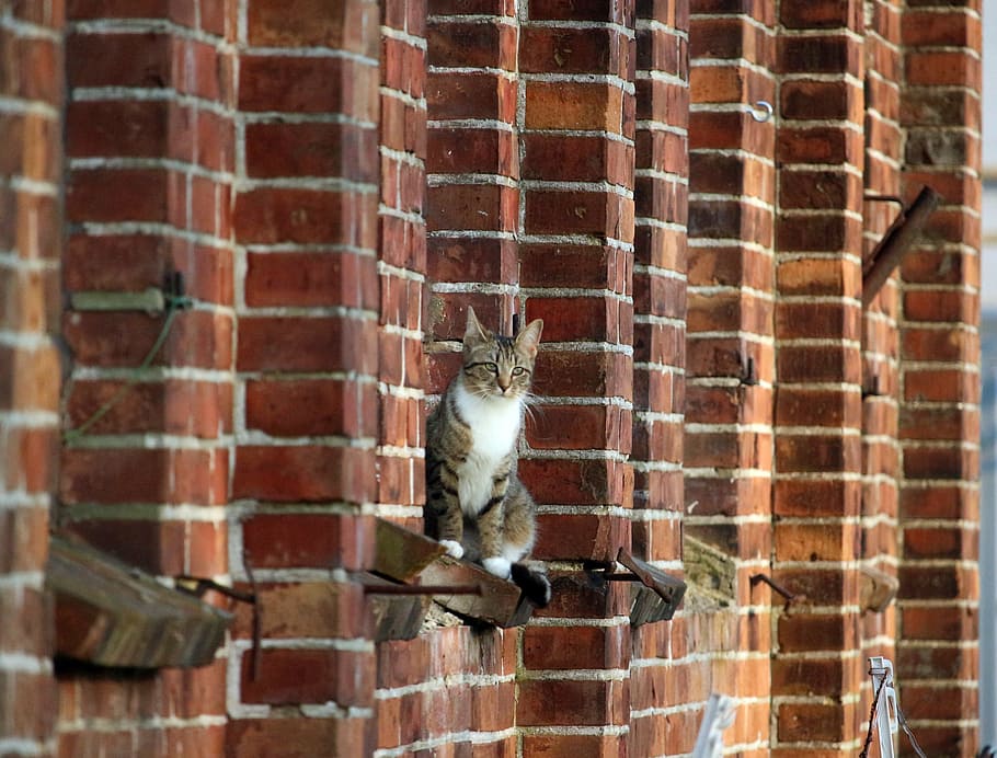 cat, mieze, kitten, mackerel, brick, tiger cat, domestic cat HD wallpaper
