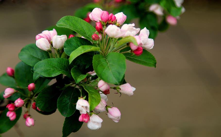 nature, flower, leaf, flora, tree, branch, shrub, apple, flowering plant HD wallpaper