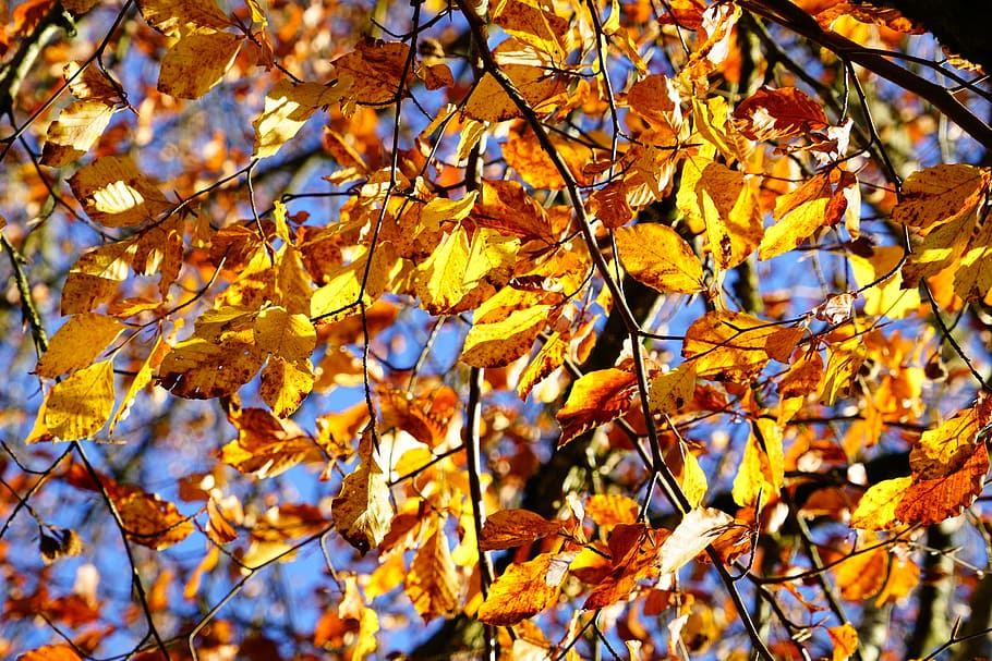 Leaves, Autumn, Fall, Fall Foliage, Beech, fall color, herbstimpression HD wallpaper