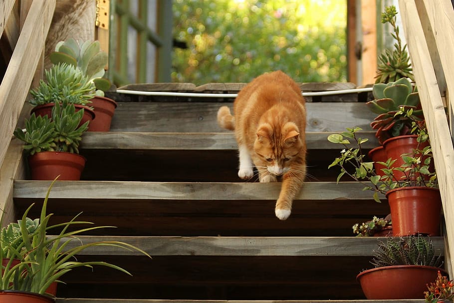 Stair cat outlet