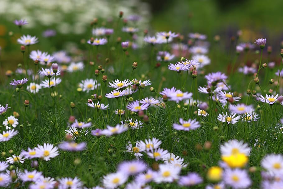 flowers, nature, plants, hayfields, wildflower, pool, beautiful, HD wallpaper