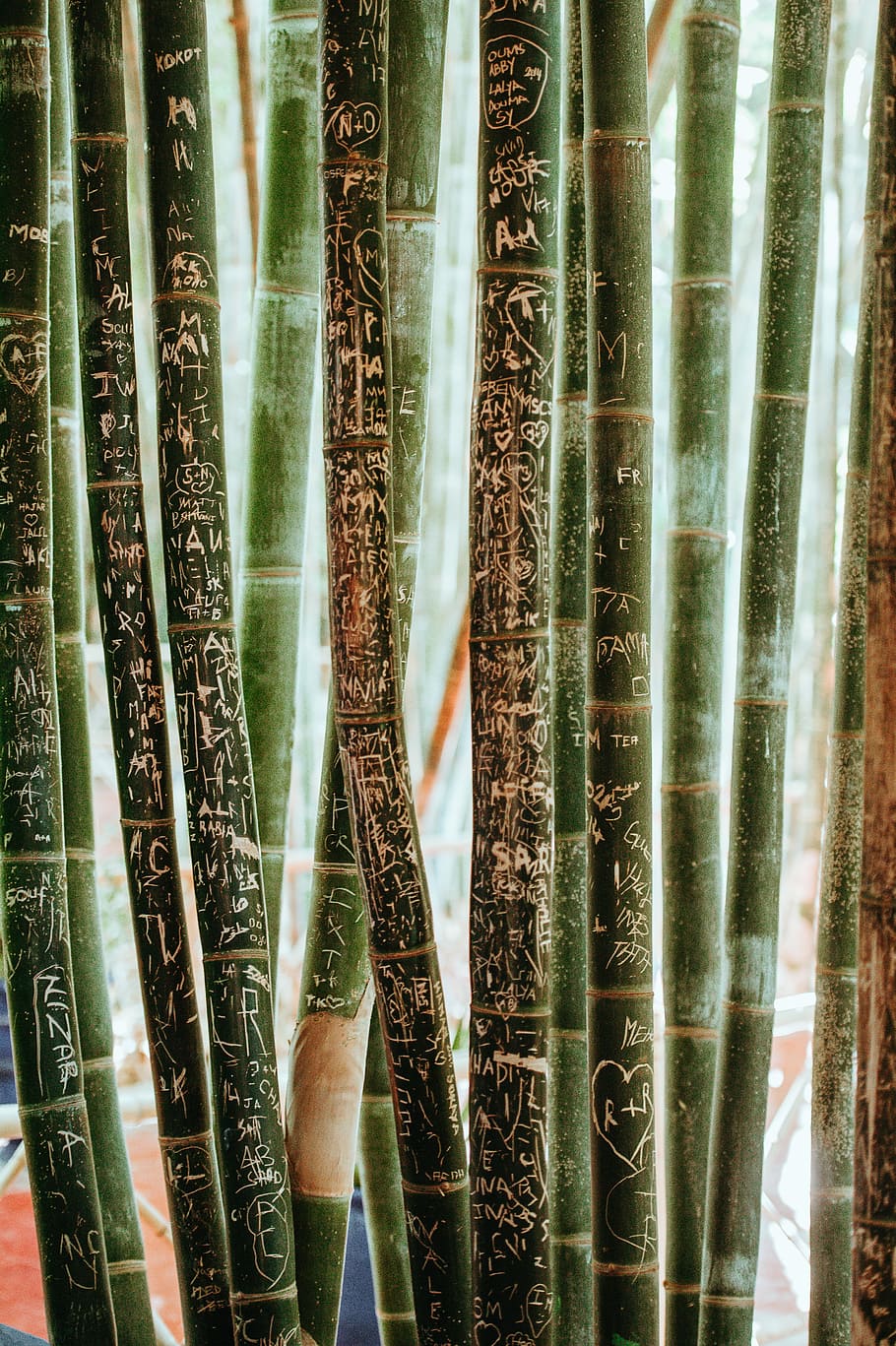 Bamboo, focus photography of bamboo trees, wall, art, pattern HD wallpaper