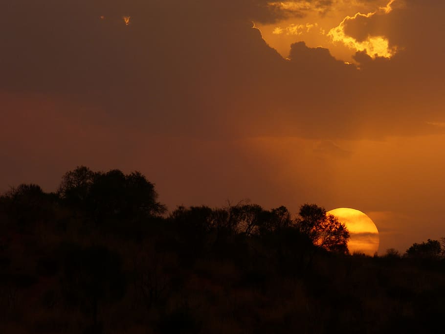 silhouette photo of trees, australia, uluru, ayersrock, outback HD wallpaper