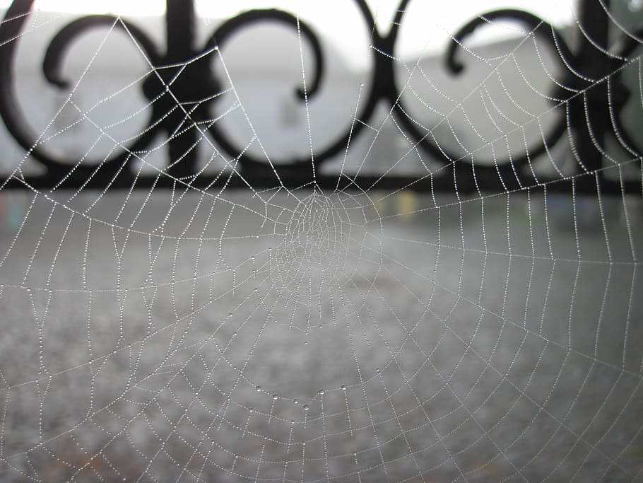 Cobweb, Dew, Network, Moist, morgentau, dewdrop, nature, drop of water HD wallpaper