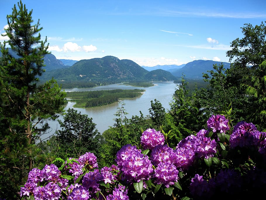 river, blooms, nature, water, flora, landscape, outdoor, beauty in nature HD wallpaper