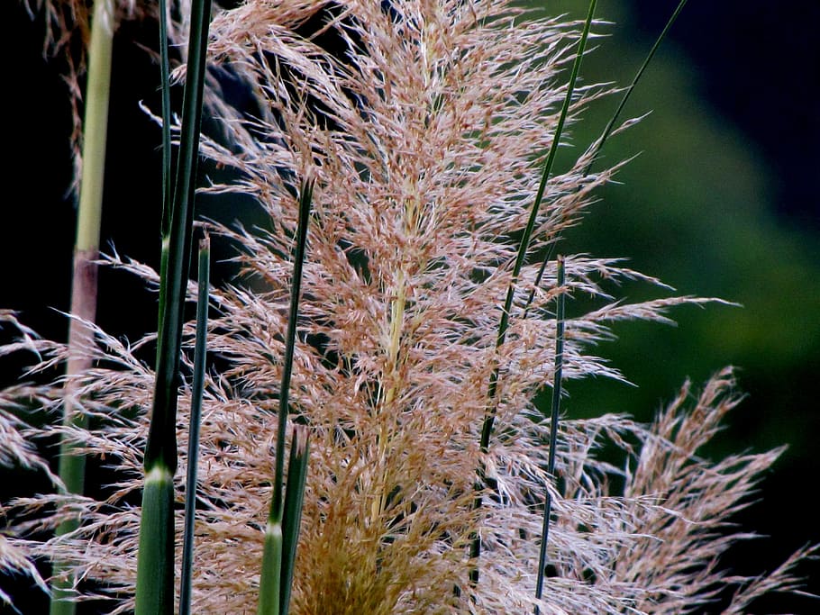 Grass, Weed, Inflorescence, Tall, pompas, reed, vegetation HD wallpaper