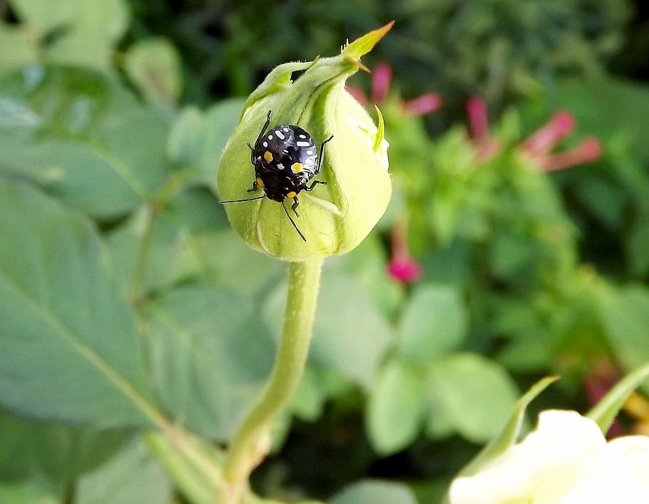 garden, insect, nature, invertebrate, animals in the wild, animal wildlife HD wallpaper