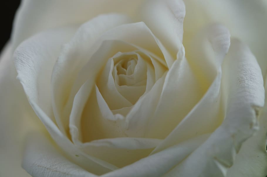 rose, white, flower, blossom, bloom, close, wedding, celebration HD wallpaper