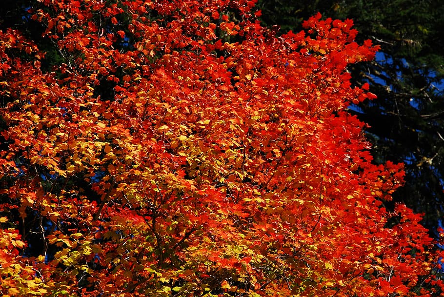 fall, fall leaves, orange, autumn, tree, foliage, change, orange color HD wallpaper