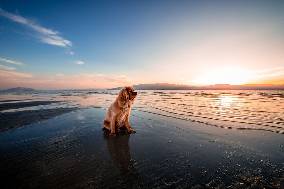 brown dog on seashore under calm sky, beach, dawn, dusk, fur HD wallpaper