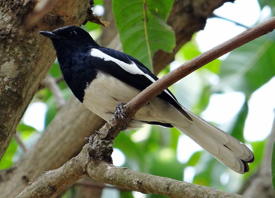 black and white bird on tree branch, oriental magpie-robin, male