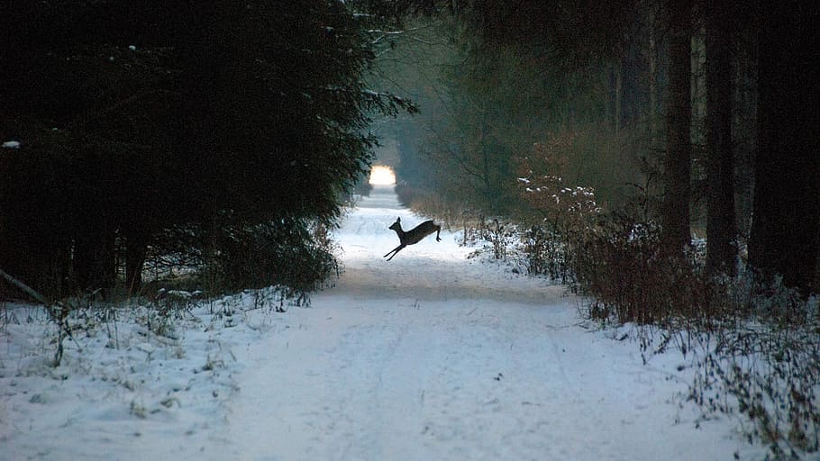 Deer jumping over snowy path, black deer jumping on road, forest road HD wallpaper