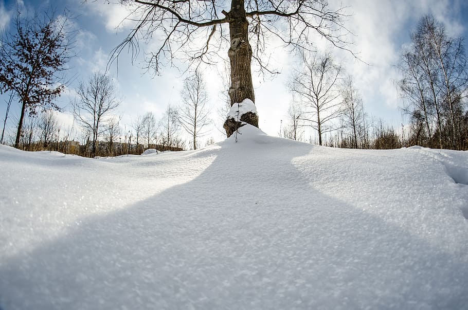 winter, snow, tree, nature, birch, cold temperature, one person HD wallpaper