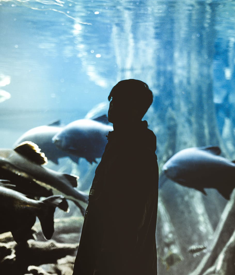 man standing beside aquarium, silhouette, aquapark, fish, water