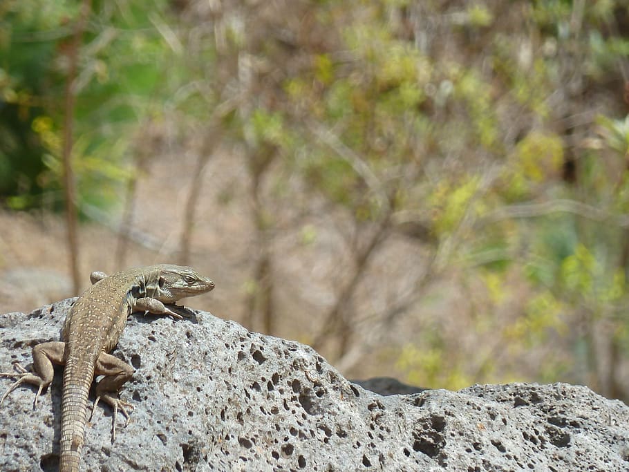 lizard, mount teide, tenerife, animal themes, animal wildlife, HD wallpaper