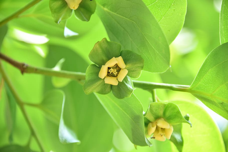 gamkkot, persimmon, leaf, plant part, green color, growth, close-up HD wallpaper