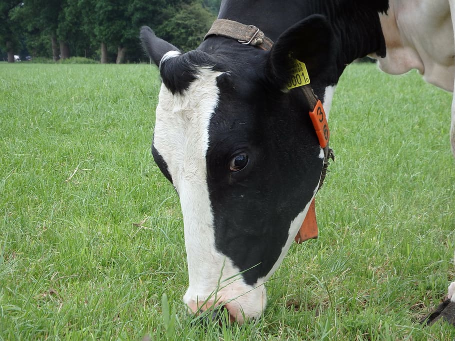 cow, grass, browser, pasture, mammal, whey, animals, farmer HD wallpaper