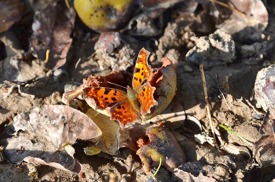 butterfly, rotten fruit, autumn, nature, butterfly - insect, HD wallpaper