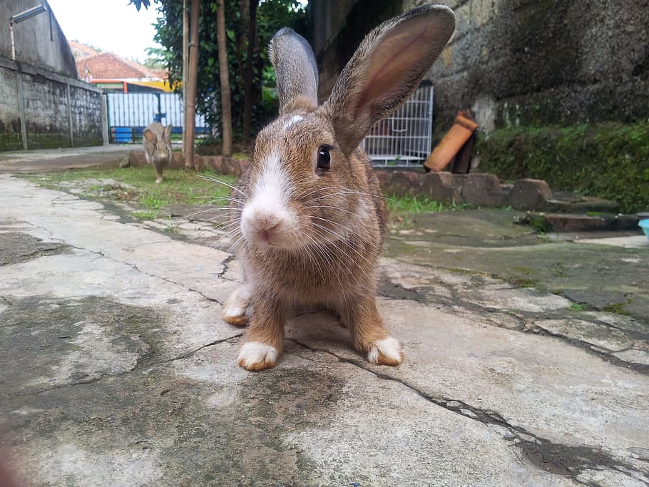 brown rabbit, animal, bunny, fluffy, domestic, furry, mammal HD wallpaper