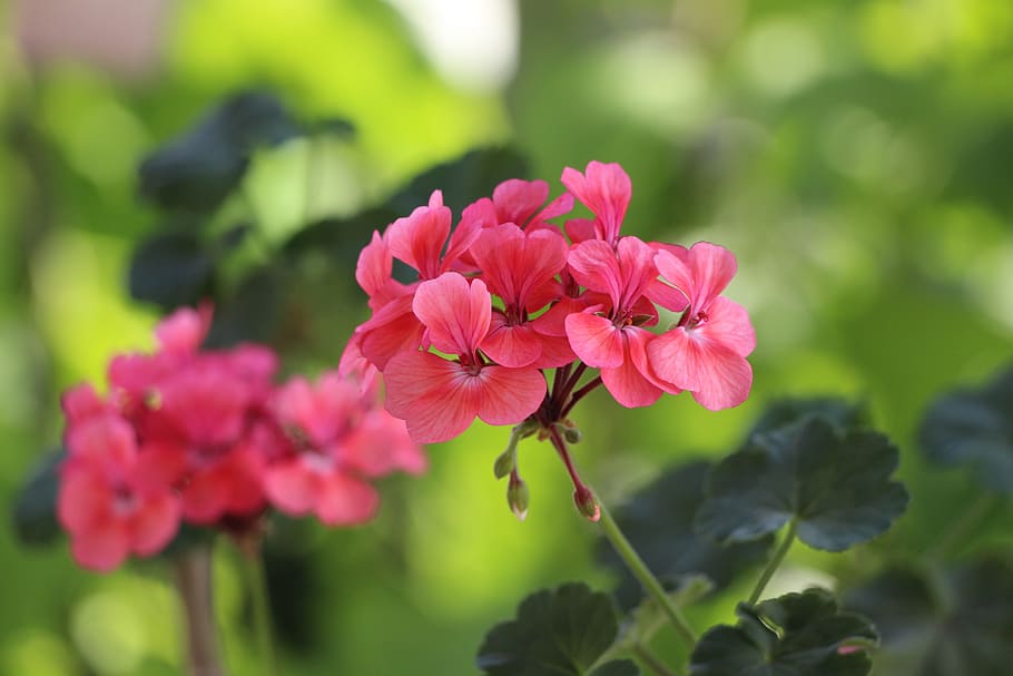 geranium, flower, green, pink, flowering plant, freshness, beauty in nature HD wallpaper